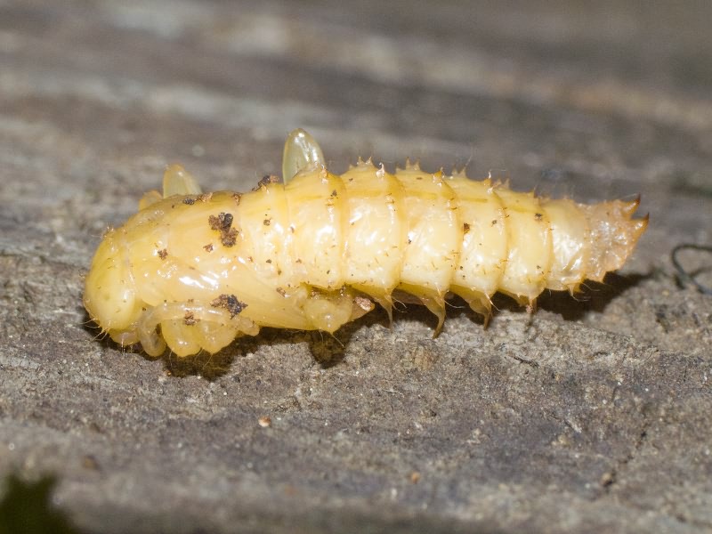Pyrochroidae Latreille, 1807